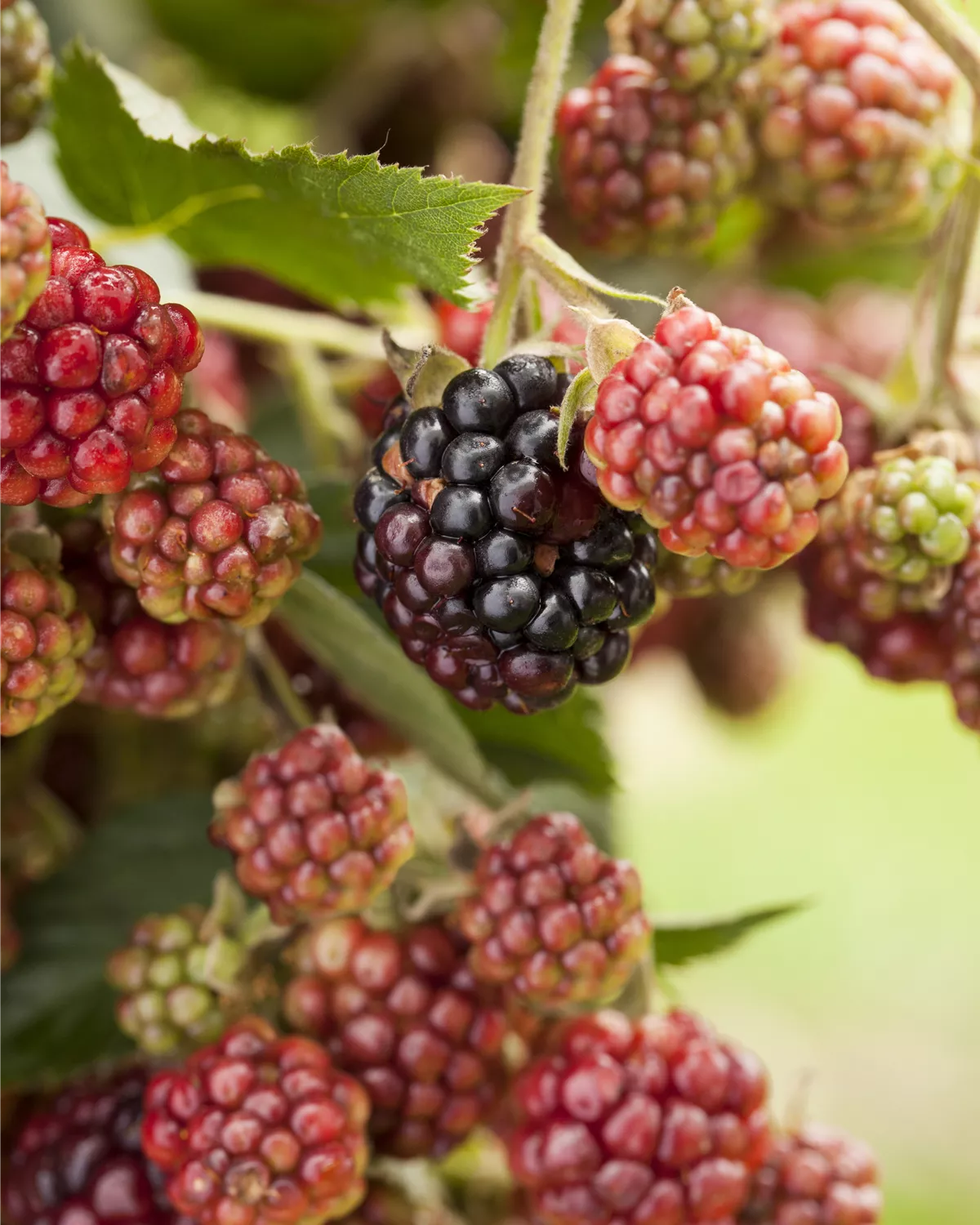 Rubus fruticosus, Brombeere Garten und Ambiente