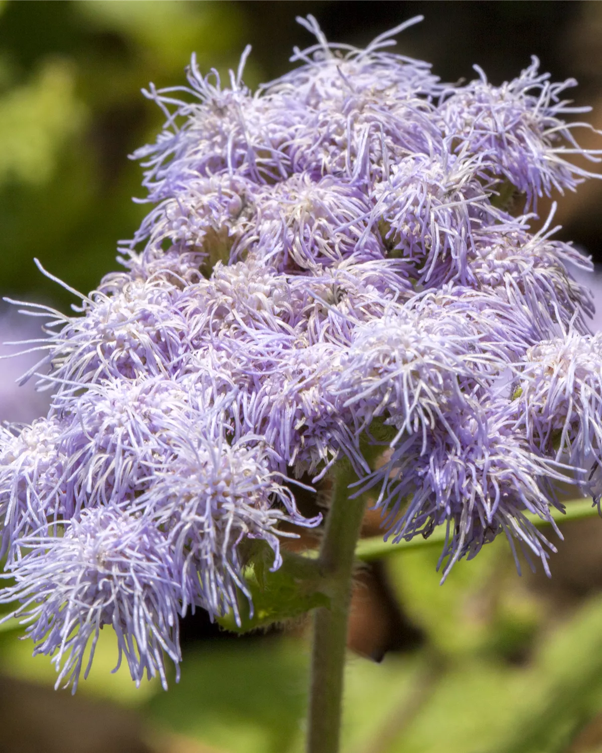 Ageratum houstonianum, Leberbalsam Garten und Ambiente