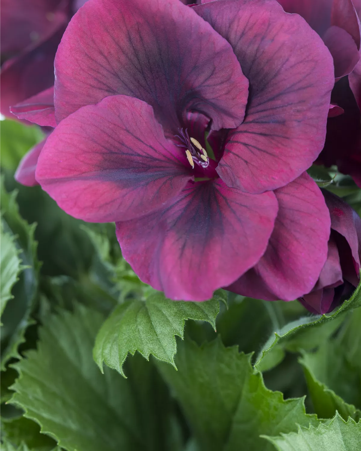 Pelargonium grandiflorum, Englische Geranie Garten und Ambiente