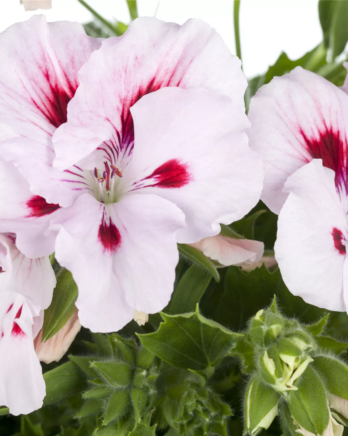 Pelargonium grandiflorum, Englische Geranie Garten und Ambiente