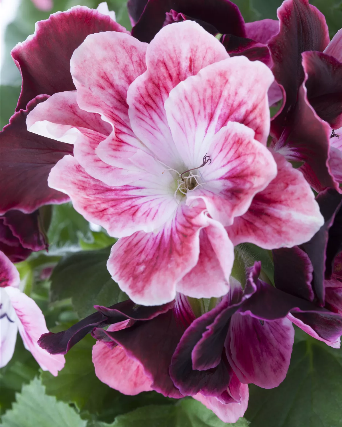 Pelargonium grandiflorum, Englische Geranie Garten und Ambiente