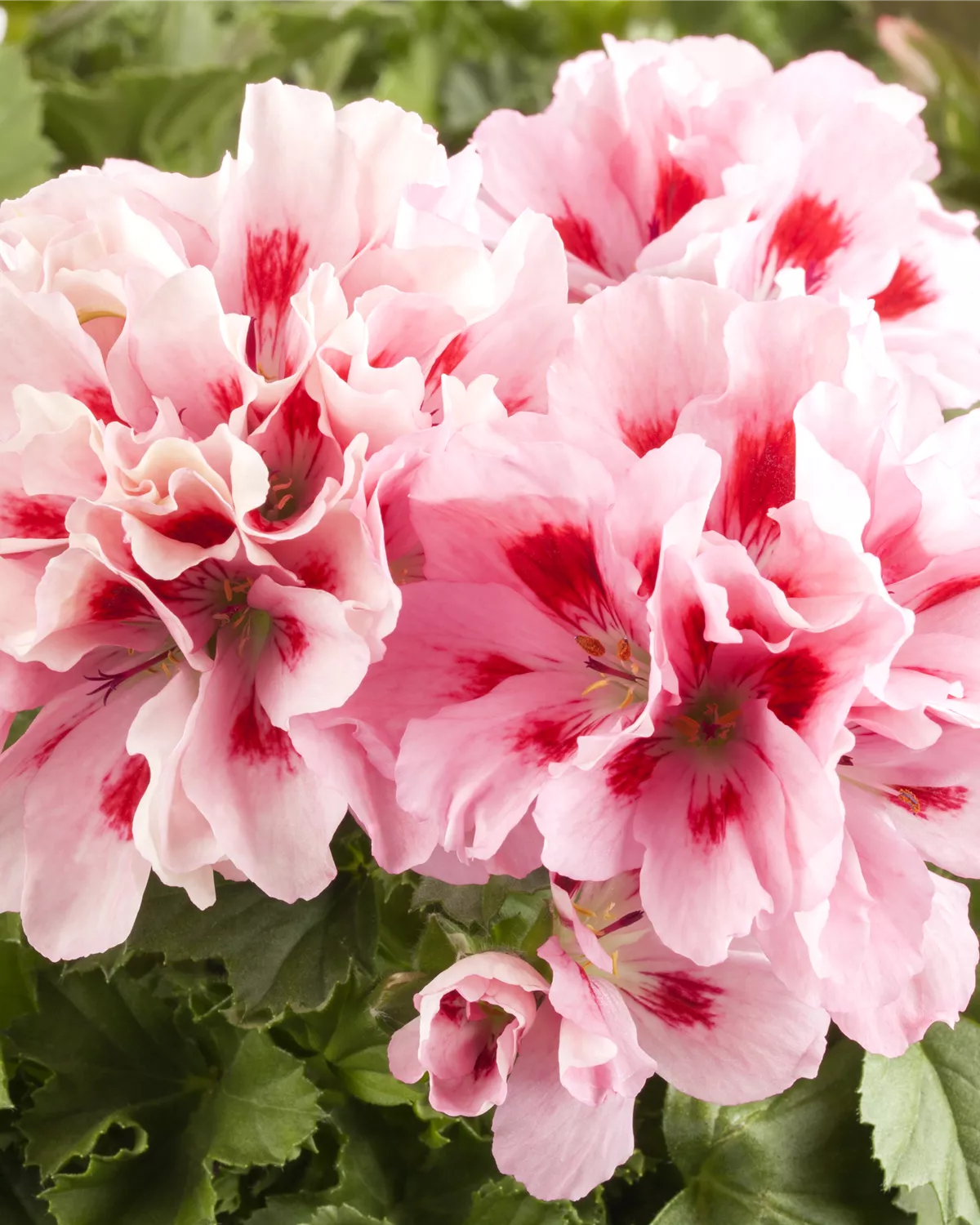 Pelargonium grandiflorum, Englische Geranie Garten und Ambiente