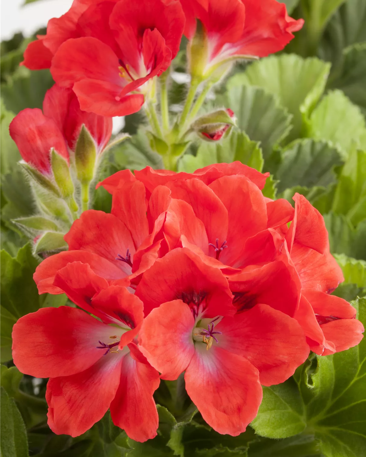 Pelargonium grandiflorum, Englische Geranie Garten und Ambiente