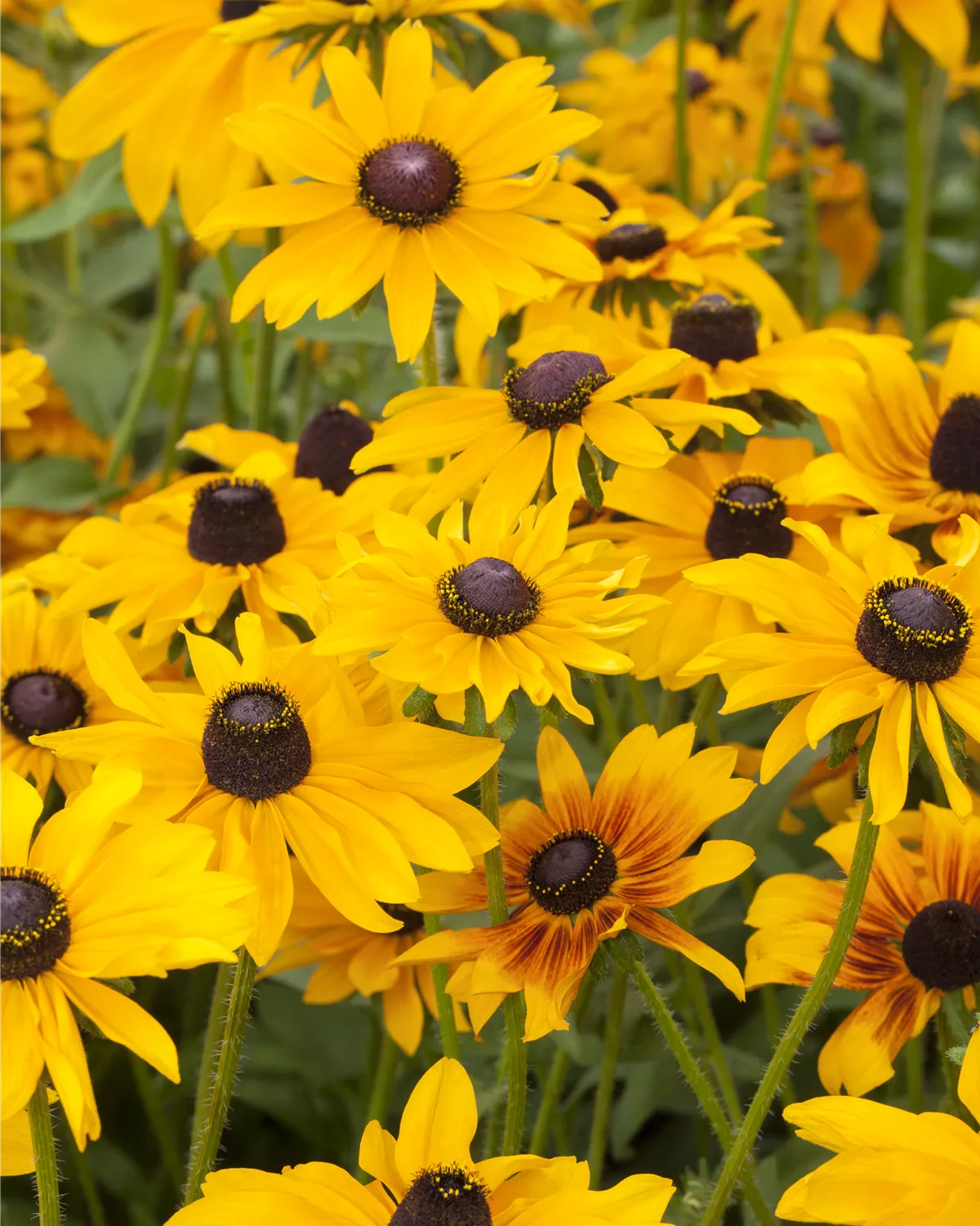 Rudbeckia hirta, Rauer GartenSonnenhut Garten und Ambiente