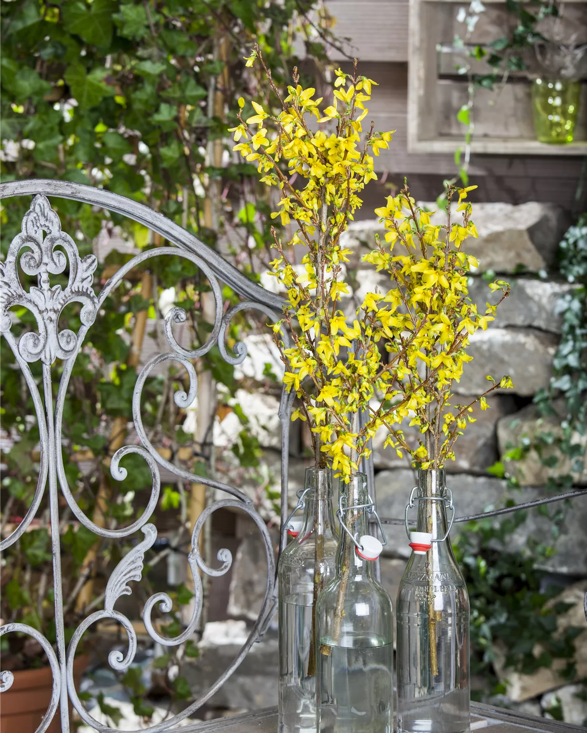 Forsythia x intermedia, Forsythie Garten und Ambiente