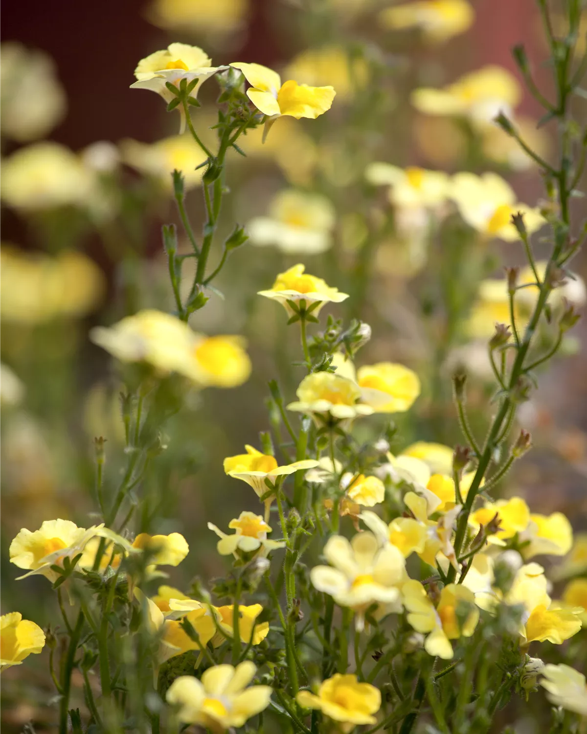 Nemesia, Elfenspiegel Garten und Ambiente