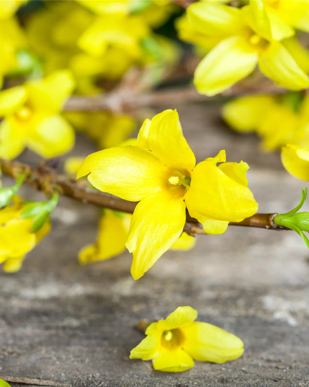 Forsythia x intermedia, Forsythie Garten und Ambiente
