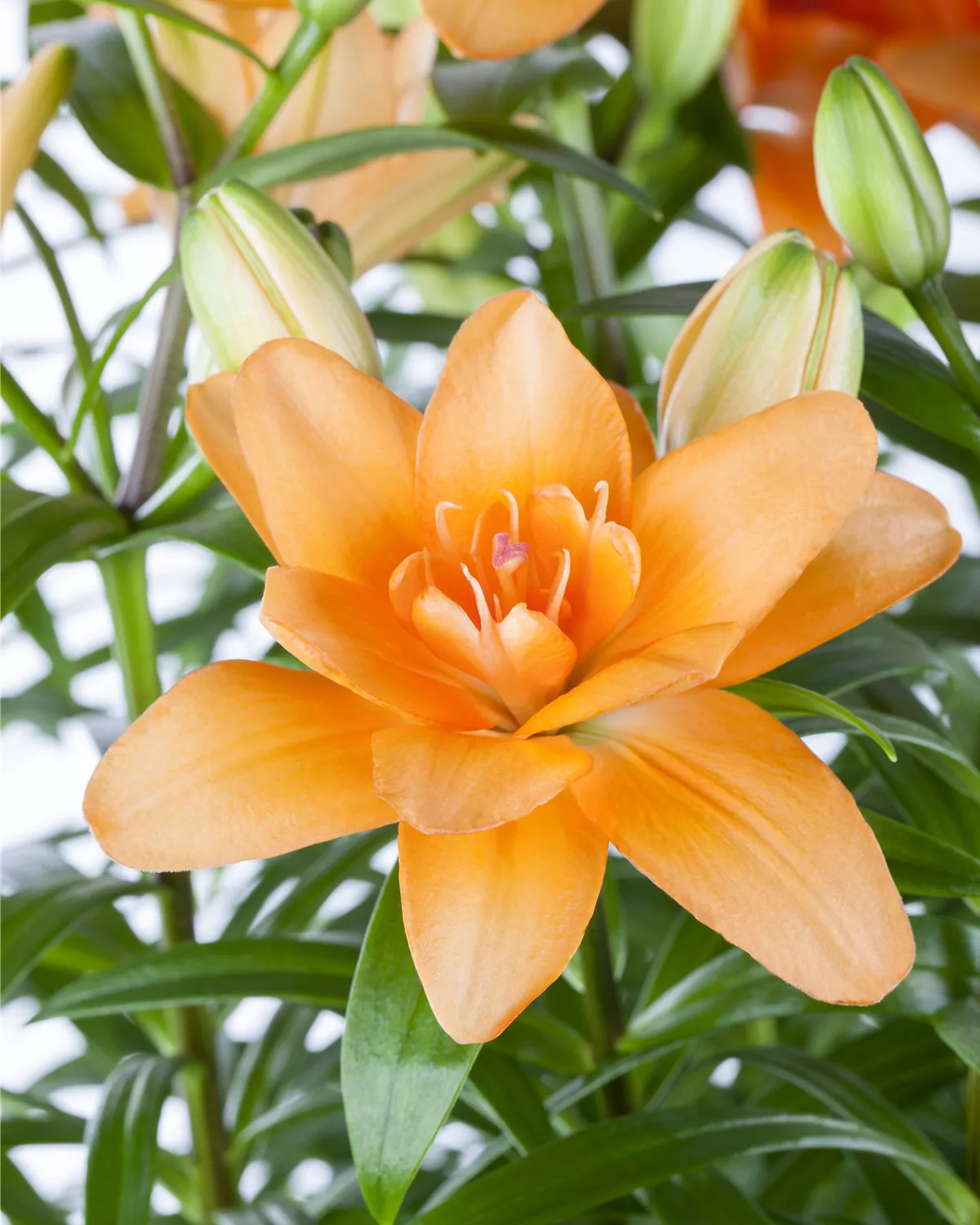 Lilium, Lilie Garten und Ambiente