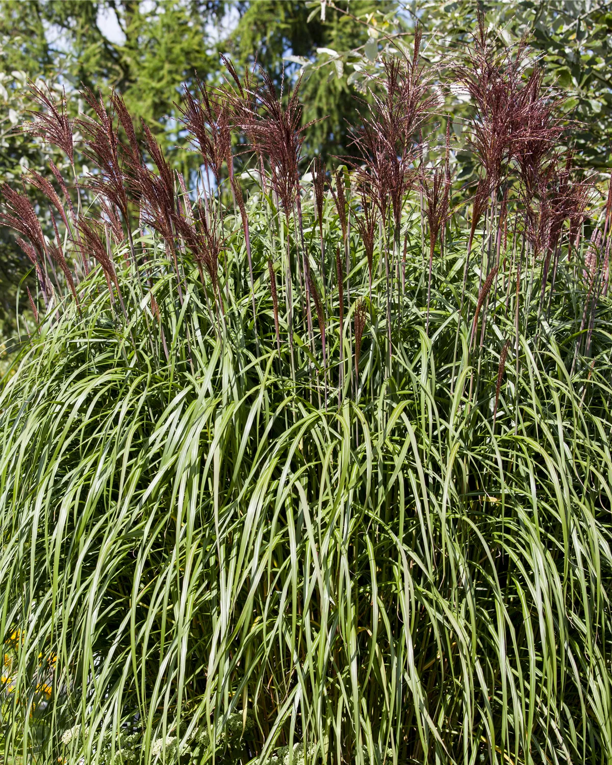 Miscanthus sinensis, GartenChinaschilf Garten und Ambiente
