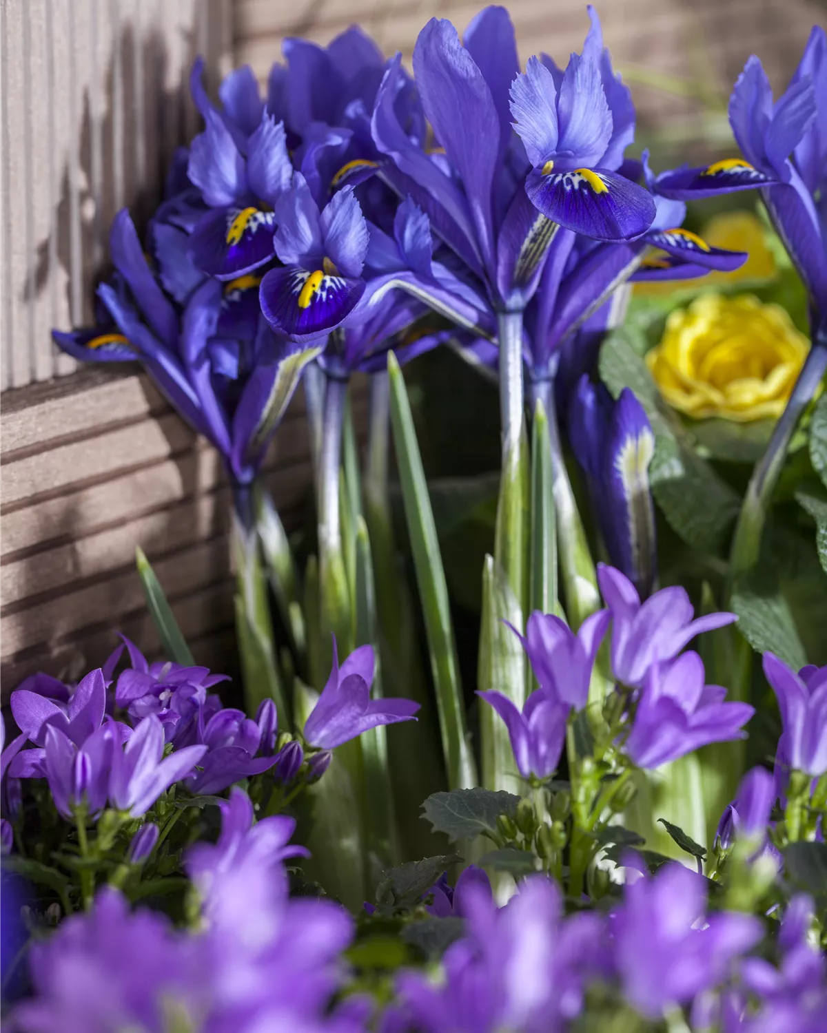 Iris reticulata, ZwiebelSchwertlilie Garten und Ambiente