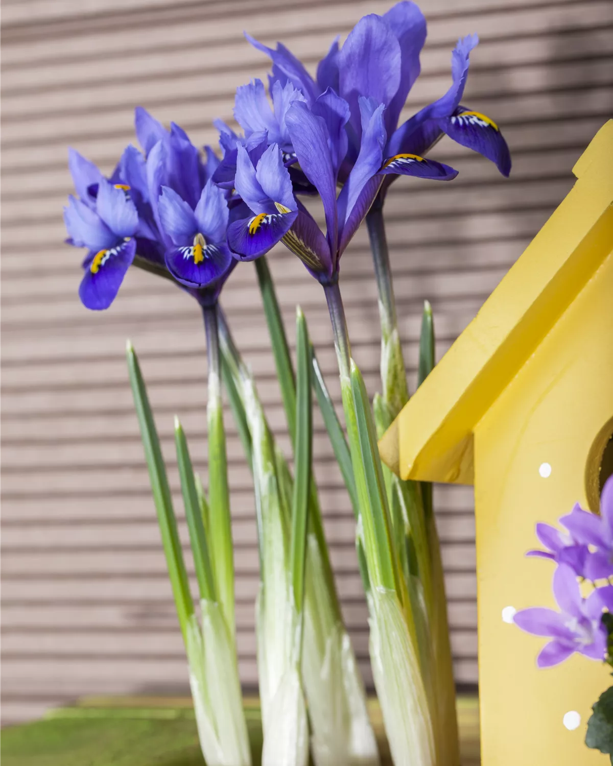 Iris reticulata, ZwiebelSchwertlilie Garten und Ambiente