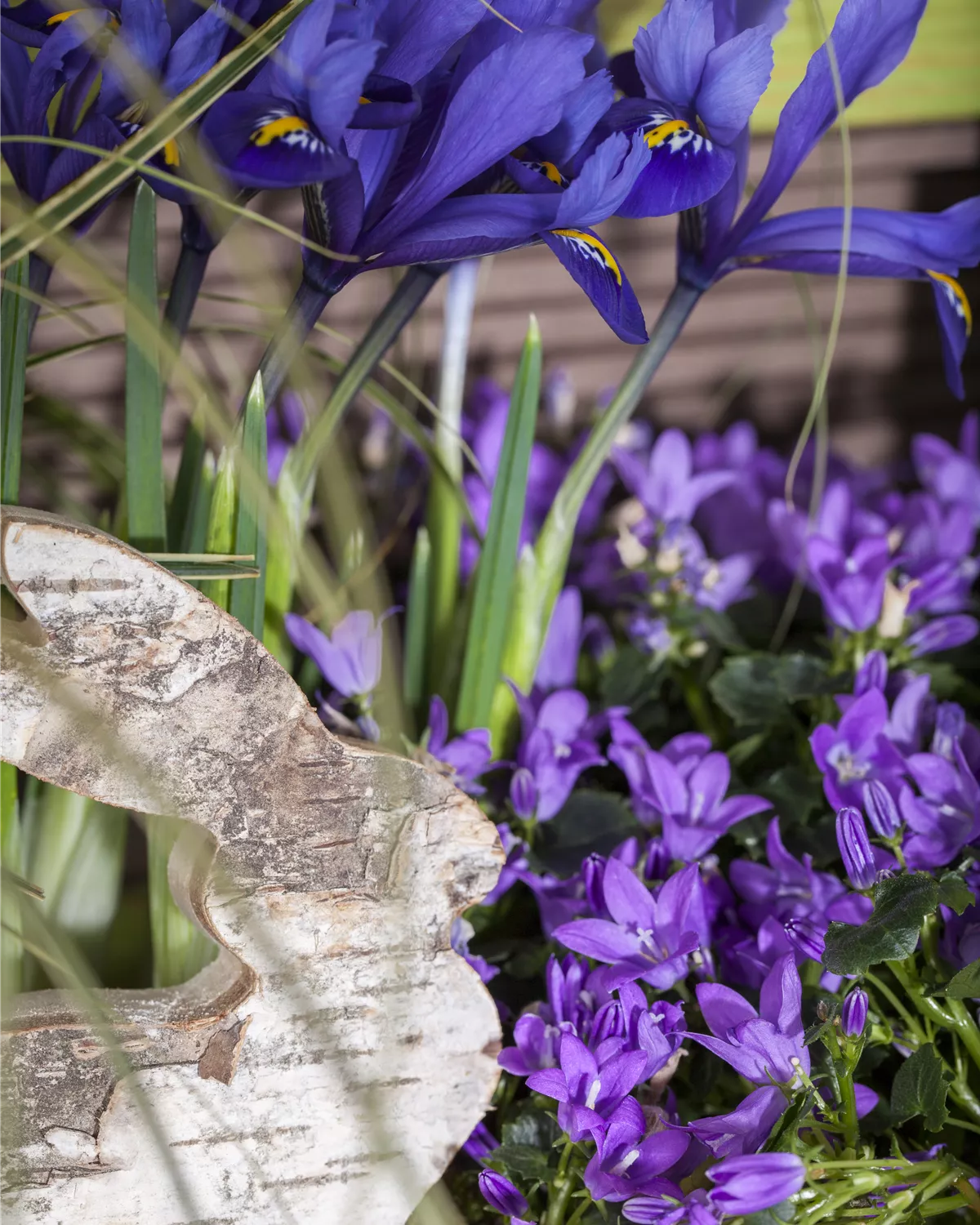 Iris reticulata, ZwiebelSchwertlilie Garten und Ambiente
