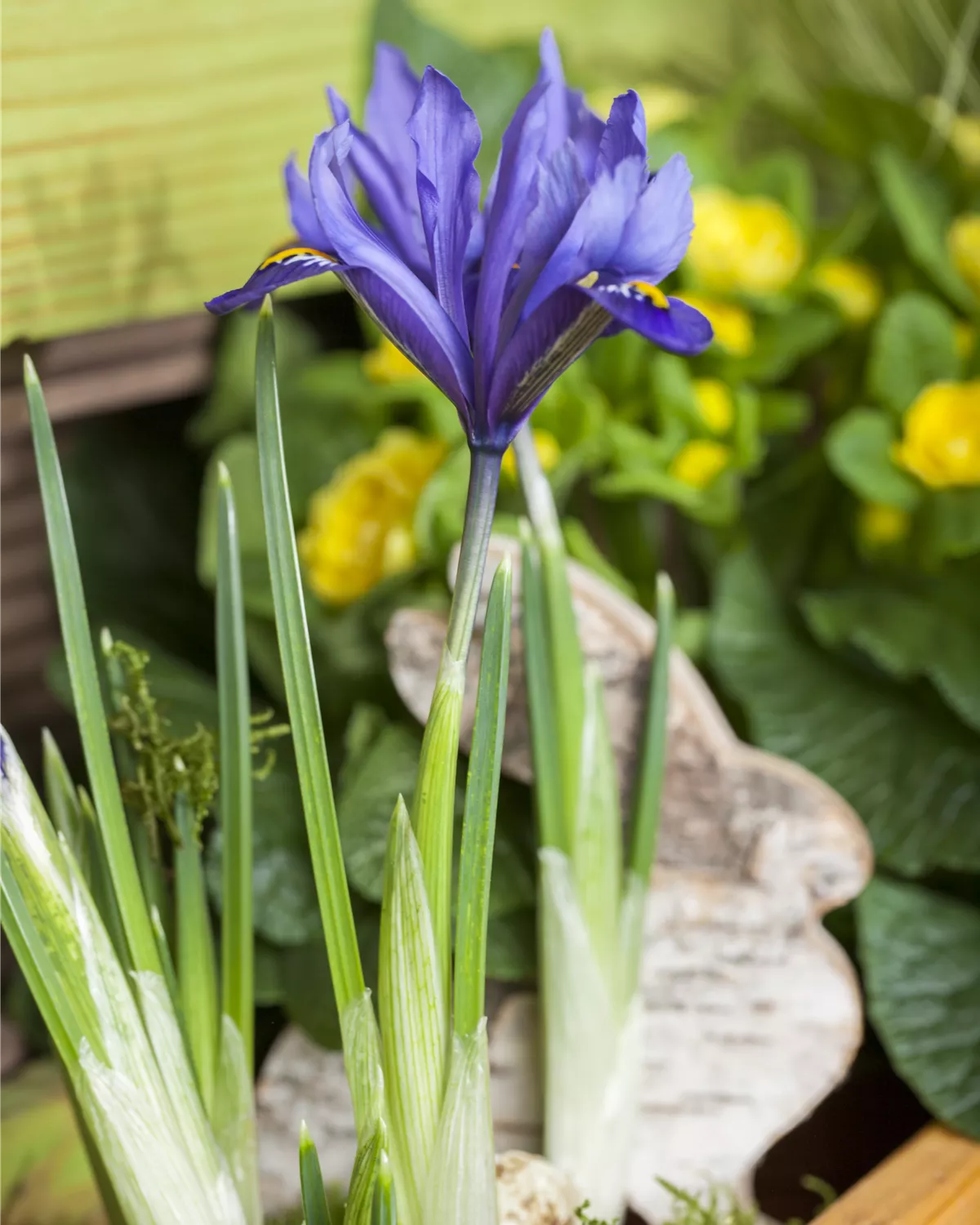 Iris reticulata, ZwiebelSchwertlilie Garten und Ambiente