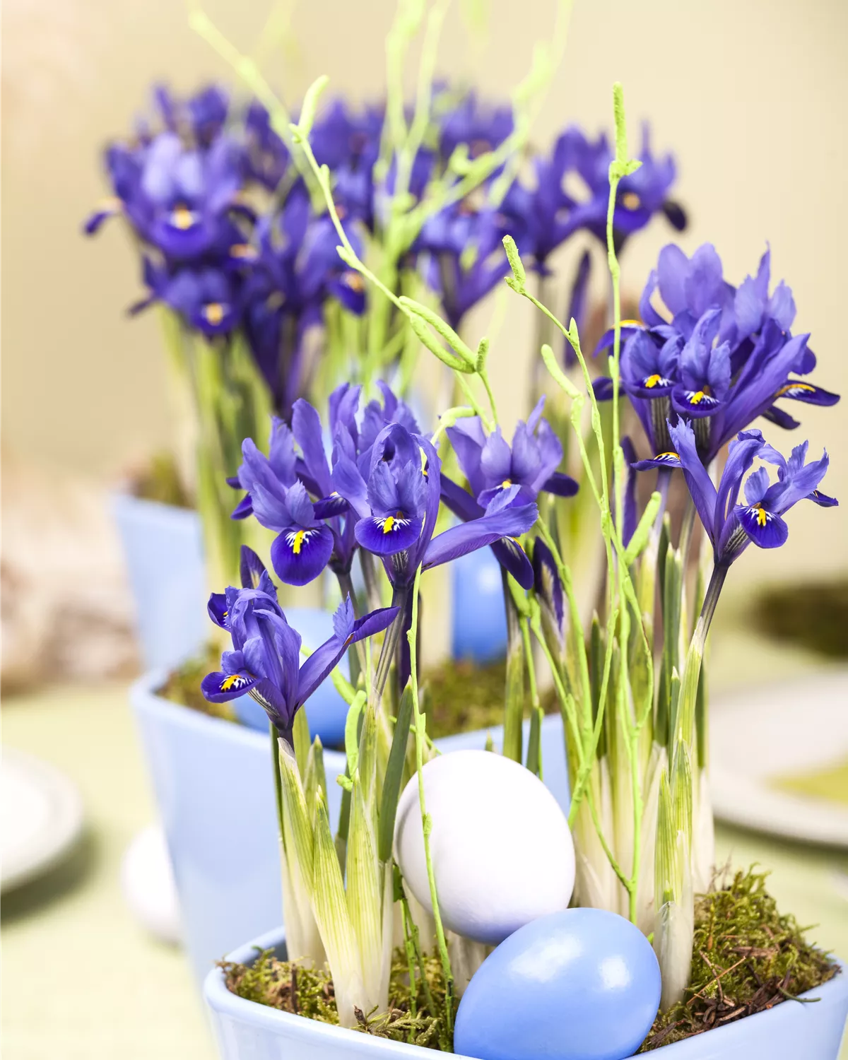Iris reticulata, ZwiebelSchwertlilie Garten und Ambiente