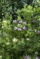 Rhododendron ponticum, Pontischer Rhododendron - Garten und Ambiente